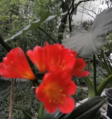 花开暗恋，花语述情（以花之语，述说暗恋的心思）