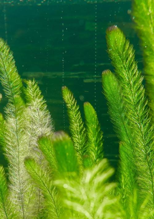 金鱼藻水草的养护和使用（让你的鱼缸更有生机——金鱼藻水草的介绍和护理技巧）