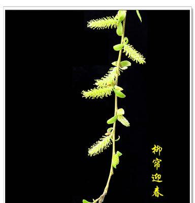 柳树开花时节的奥秘（探寻柳树开花的时间和条件，以及对人类和自然环境的影响）