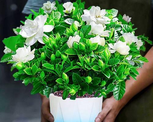 水培栀子花的养护方法（如何让栀子花在水中长出绚烂花朵？）