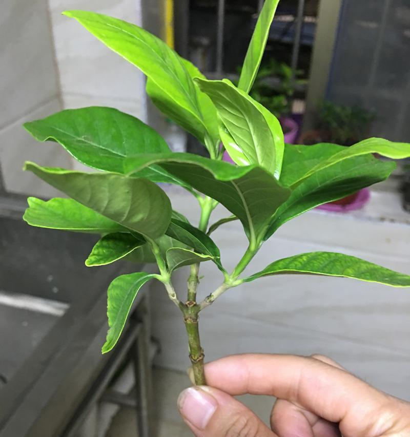水培栀子花的养护方法（如何让栀子花在水中长出绚烂花朵？）