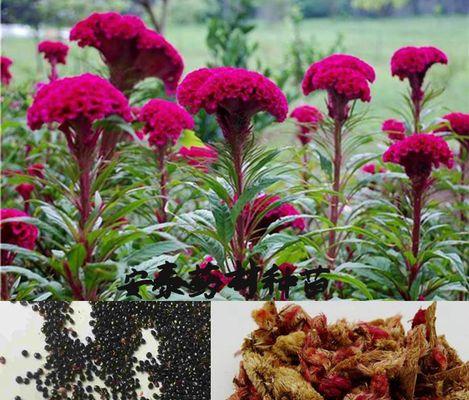 鸡冠花的种植与养护（培育多彩缤纷的鸡冠花，一步步教你种植、管理和繁殖）