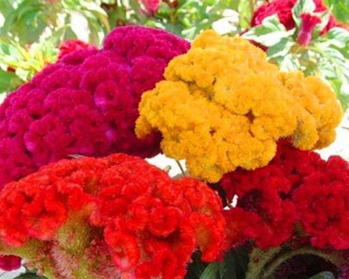 鸡冠花的种植与养护（培育多彩缤纷的鸡冠花，一步步教你种植、管理和繁殖）