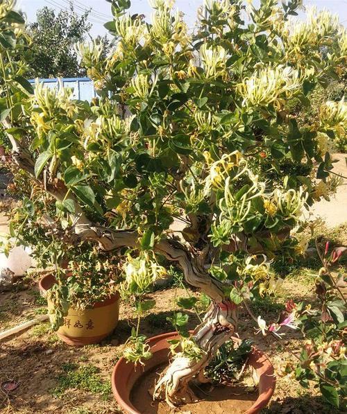金银花苗移栽后落叶该怎么办？（细心呵护，让金银花重新恢复生机）