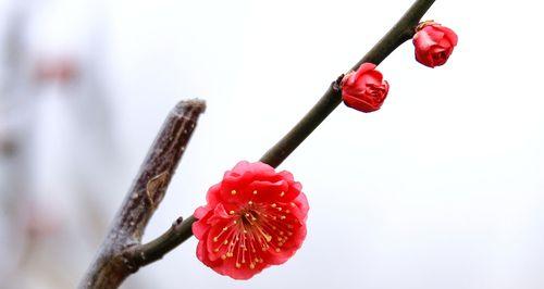 梅花开放的时长（揭秘梅花开放的奥秘，一朵梅花开多久？）