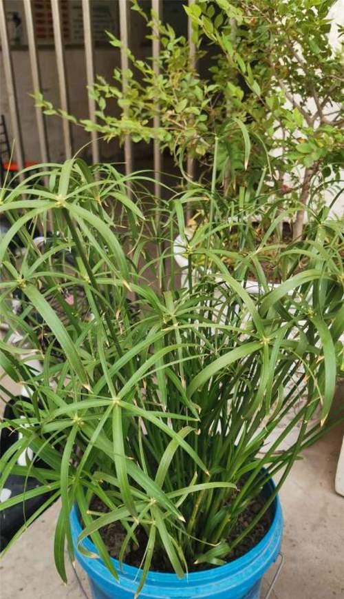 旱伞草的养殖方法与注意事项（建立完美的旱伞草花园）