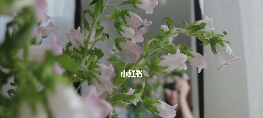风铃草的香气与疗效（探寻风铃草花香的起源和功效）