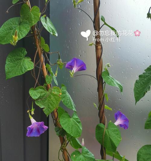 牵牛花藤的食用价值（探寻牵牛花藤的药用和食用意义）