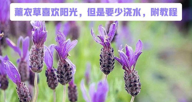 薰衣草的浇水方法（如何科学合理地给薰衣草浇水）