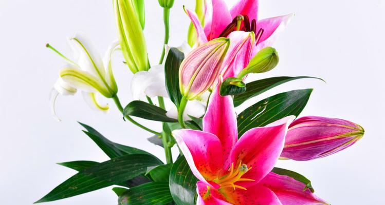 如何让百合花期更长？（百合花期延长技巧）