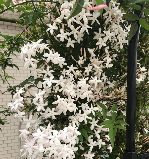 夏日花香，盛夏开花（适合夏天养的花有哪些）