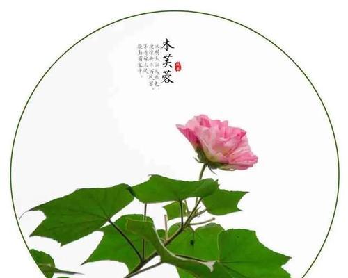 芙蓉树的养护秘籍（打造树形美的秘诀）
