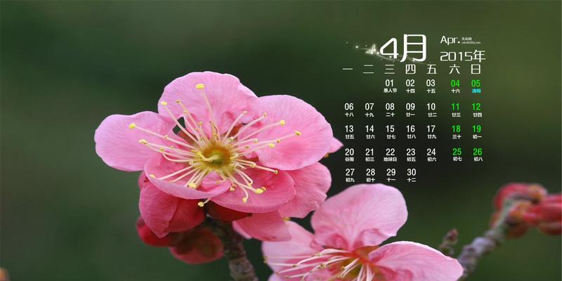元月开花，花香四溢（寻找元月开花的美丽与神秘）