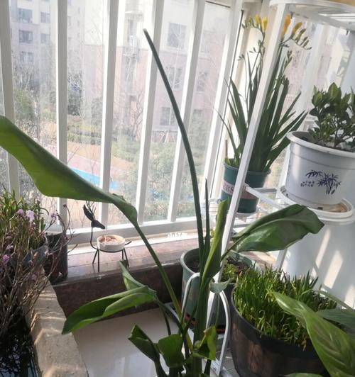 天堂鸟叶子卷起来发黄的原因（揭开天堂鸟植株黄叶的秘密）