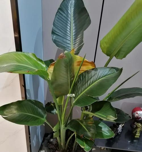 天堂鸟叶子卷起来发黄的原因（揭开天堂鸟植株黄叶的秘密）
