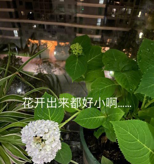 如何在冬天正确养护绣球花（绣球花冬季养护方法详解）