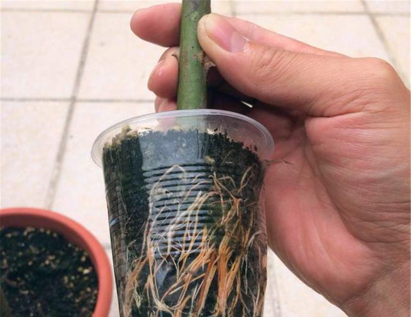 蔷薇花扦插方法详解（掌握正确的扦插时间和步骤，让蔷薇花开遍你的院子）