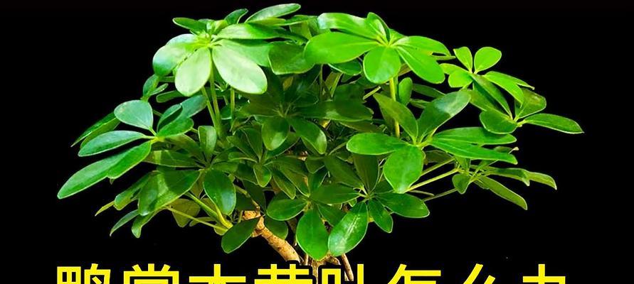 鸭掌木扦插技巧（如何成功种植鸭掌木）