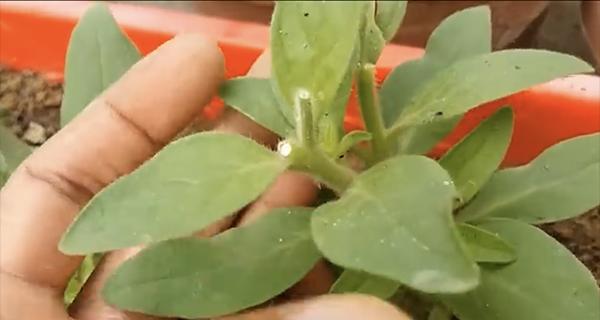 盆栽花卉施肥方法（做好施肥，让盆栽花卉更加茂盛）