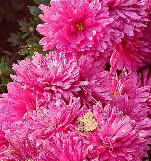了解菊花的品种（探索菊花的丰富多彩世界）