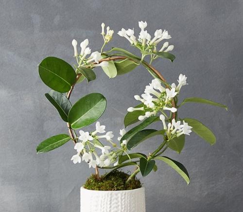 如何正确养殖大叶茉莉（从种植到繁殖，一文全解）