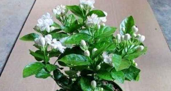 如何正确养殖大叶茉莉（从种植到繁殖，一文全解）