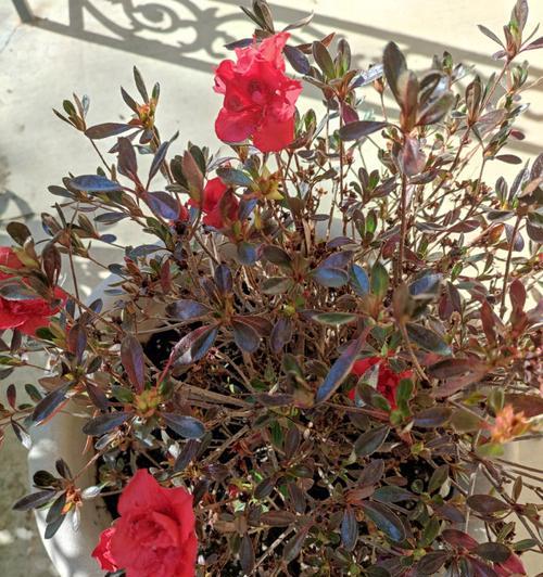 如何养好杜鹃花（杜鹃花养护全攻略）