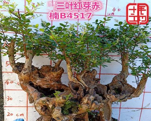 以赤楠盆景的风水寓意与摆放位置（以赤楠盆景布置家居，寓意吉祥吉庆、）