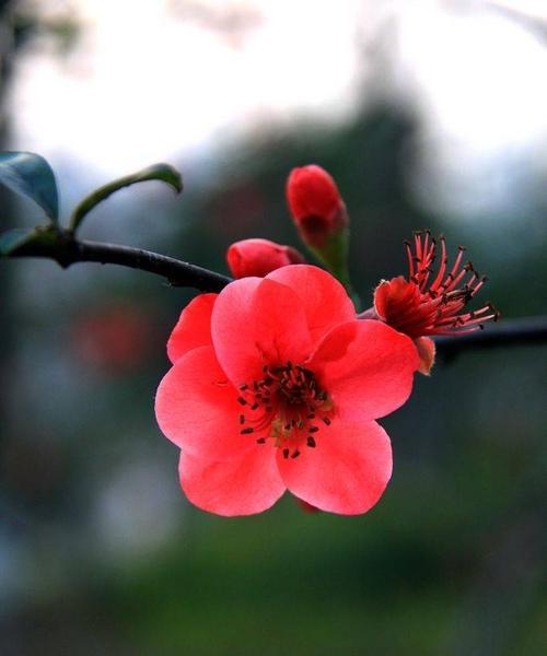 春海棠花的寓意与象征风水（揭开春海棠花的深层意义，探索其在风水中的地位）