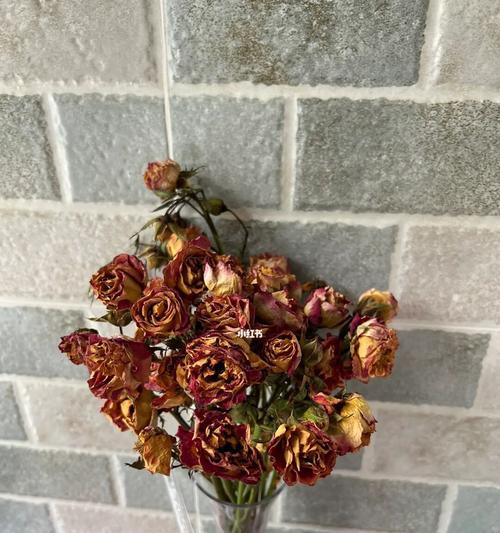 盛开不放弃的花朵（永不言弃的花朵散发勇气之光）