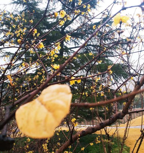 孤独与寂寞（探索孤独和寂寞之间的奇妙联系）