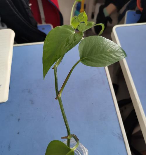 孤独与寂寞（探索孤独和寂寞之间的奇妙联系）