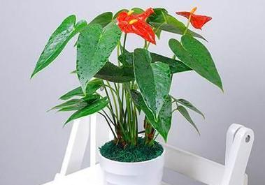 带来好运的植物，让生活更美好（探索15种代表好运的植物，让幸福之花绽放）