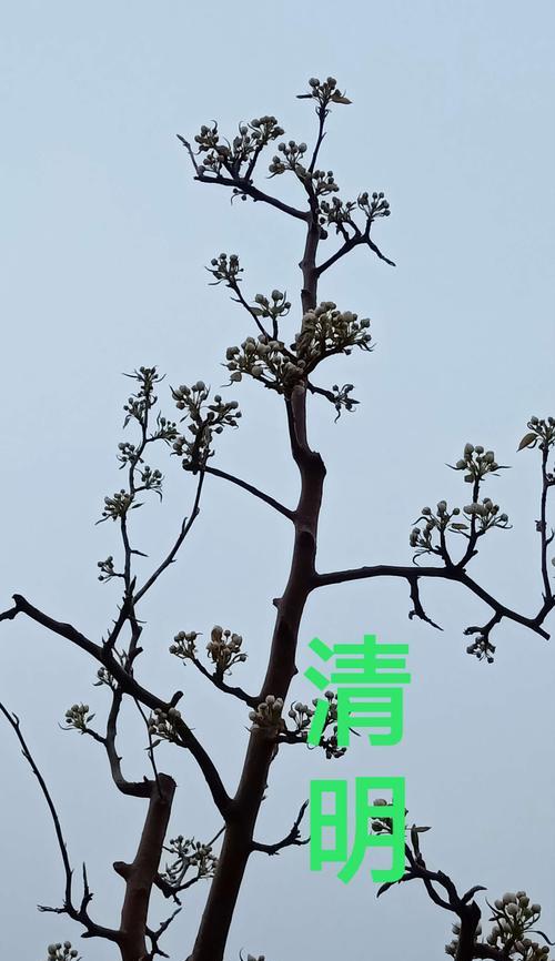 花开怀念，亲人永存（以花为媒，表达无尽思念）