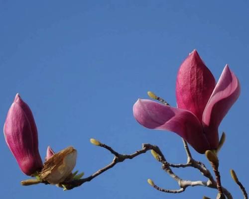 花开如锦，积极向上的力量（以代表积极向上的花为主题的探索与赞美）