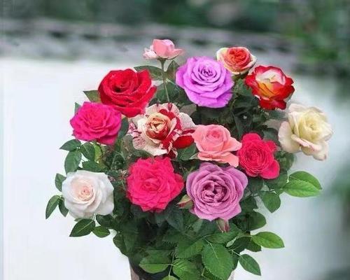 花开如锦，积极向上的力量（以代表积极向上的花为主题的探索与赞美）