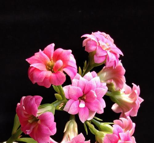 长寿花的奥秘——探秘健康长寿的秘密花（解码长寿花背后的秘密，让健康长寿不再是梦想）