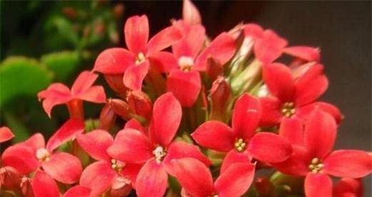长寿花的奥秘——探秘健康长寿的秘密花（解码长寿花背后的秘密，让健康长寿不再是梦想）