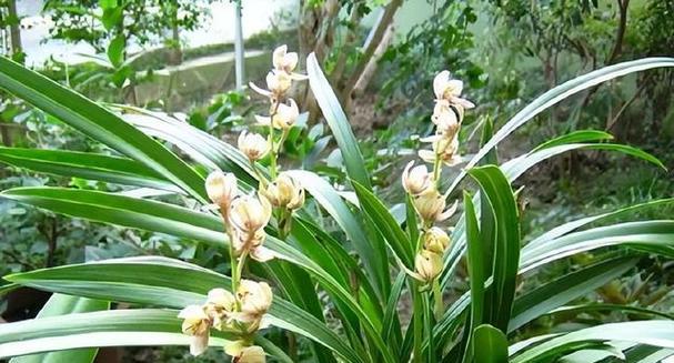 以代表君子的植物为主题的文章（君子之道，以植物为镜）