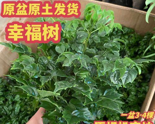 树木的平安祝愿（以代表平安的树为主题的文章）