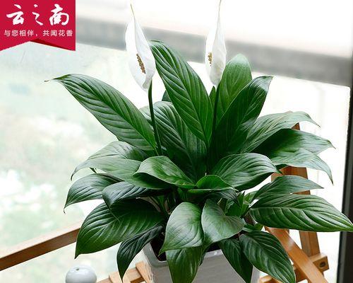 平安之草（寻找平安的绿叶——探索以代表平安的植物）