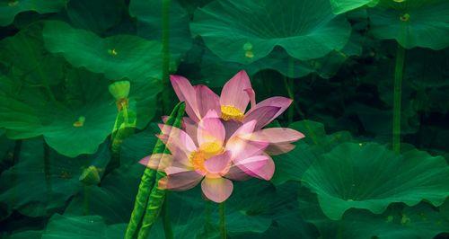 清廉之花（揭秘清廉之花，令世人向往的植物美学）