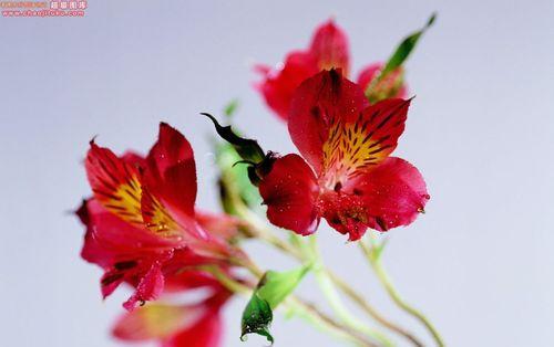 热情奔放的花——火焰般的绚烂（奔放无羁，燃烧生命的激情）
