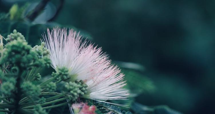 植物（用植物代表思念，表达心中情感）