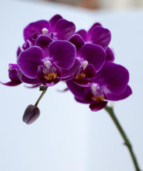 夏日花园之美（万紫千红，缤纷夏日）