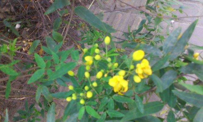勇气与坚强的植物世界（探索自然中的力量和韧性）