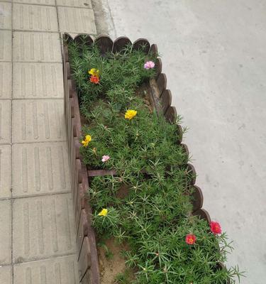 勇气与坚强的植物世界（探索自然中的力量和韧性）
