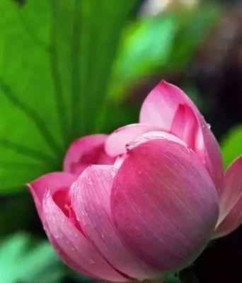 友谊之花（探寻友情中的绿色纽带）