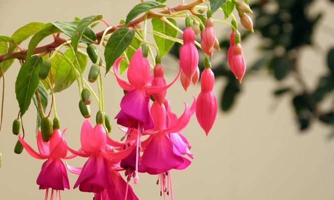 灯笼花的寓意和象征（探索灯笼花的神秘之美）