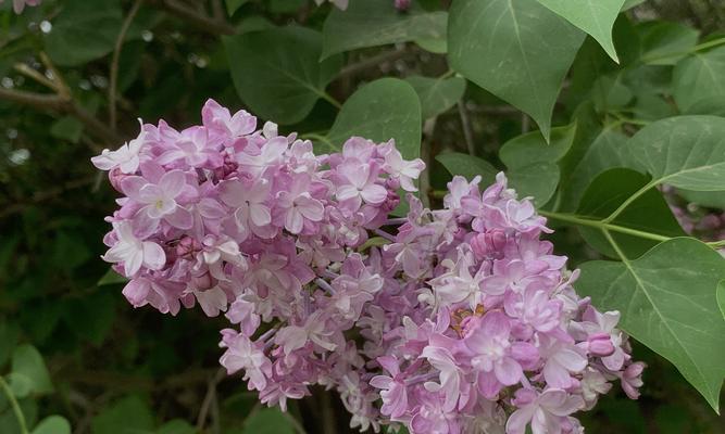 丁香花（揭秘丁香花的象征意义与神奇魅力）